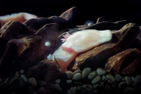 04 Delujemo po načelu TCL, pravi Katja Dolenc Batagelj, ki že drugič vodi ekipo. Foto Postojnska jama